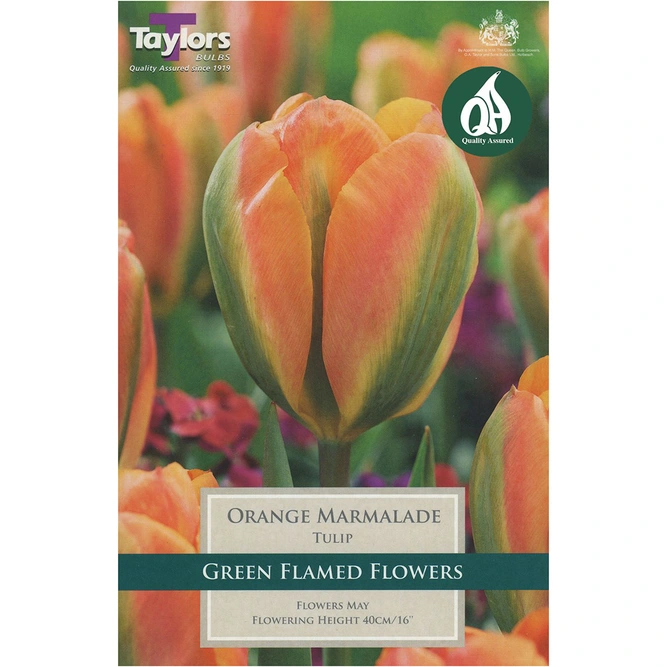 Flower Bulbs - 7 Tulip Orange Marmalade