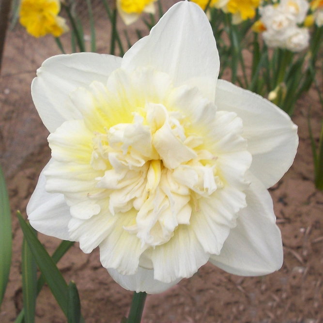 Flower Bulbs - 8 Narcissus Ice King - image 1