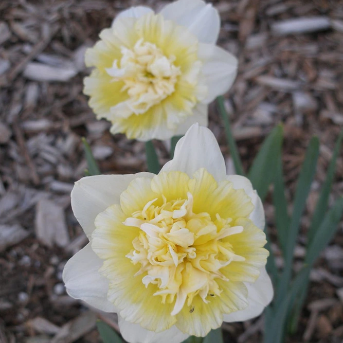 Flower Bulbs - 8 Narcissus Ice King - image 2