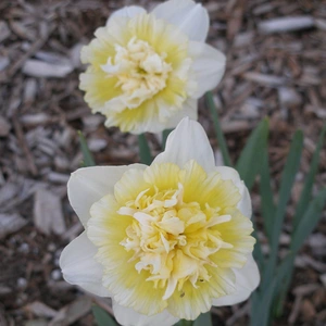 Flower Bulbs - 8 Narcissus Ice King - image 2