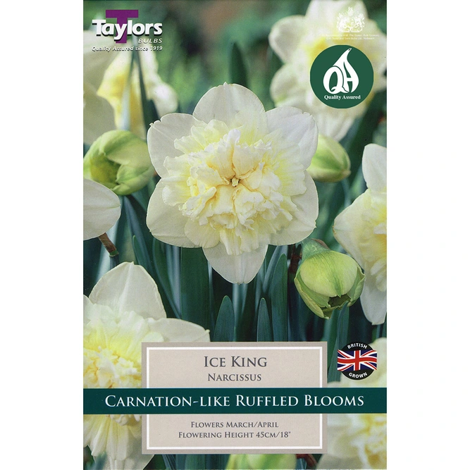 Flower Bulbs - 8 Narcissus Ice King - image 3