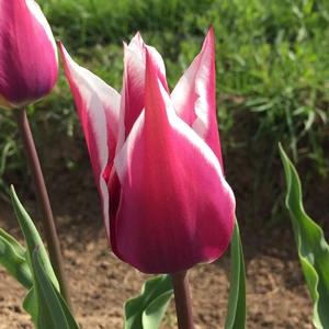 Flower Bulbs - 8 Tulip Claudia - image 1