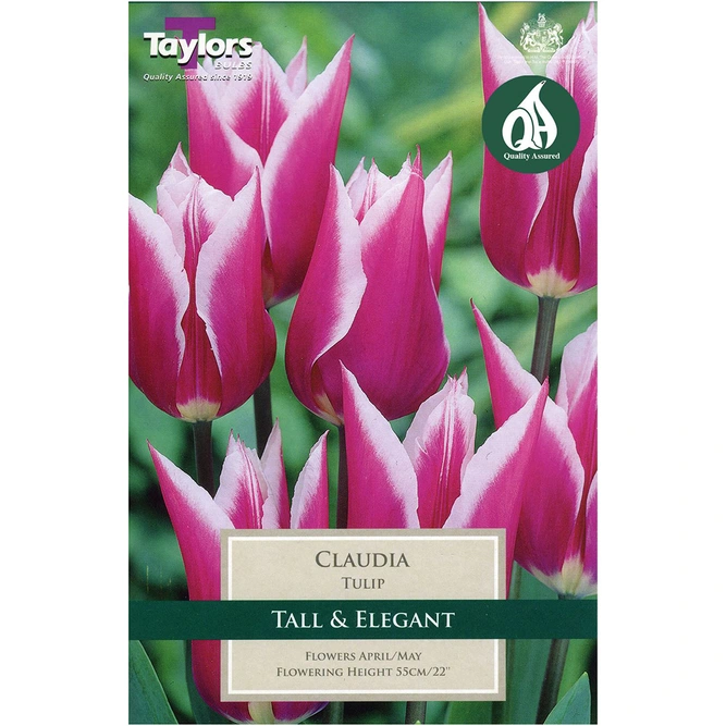 Flower Bulbs - 8 Tulip Claudia - image 2