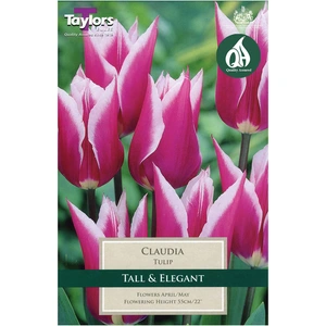Flower Bulbs - 8 Tulip Claudia - image 2