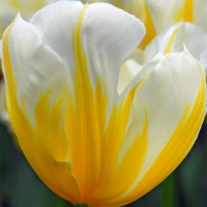 Flower Bulbs - 8 Tulip Cream Cocktail - image 1