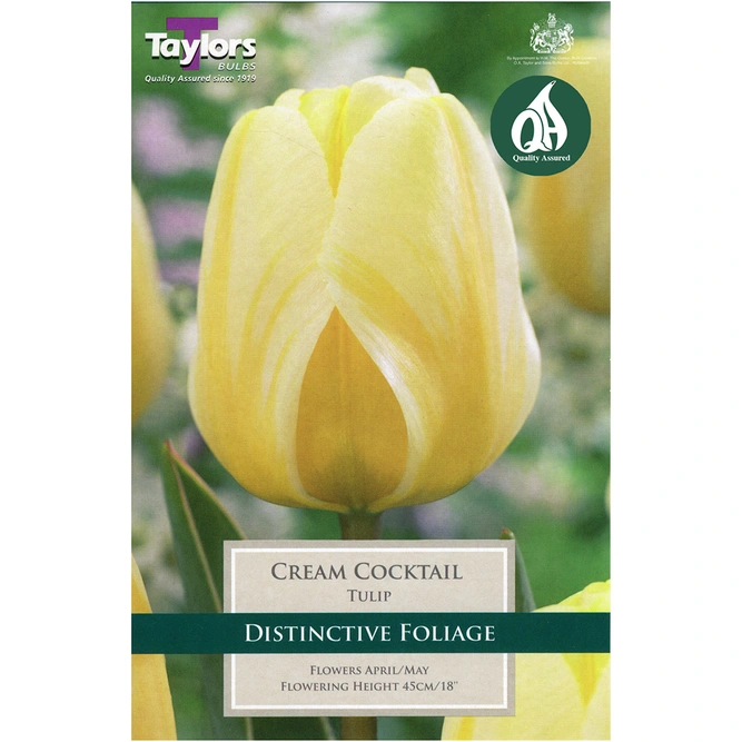 Flower Bulbs - 8 Tulip Cream Cocktail - image 2