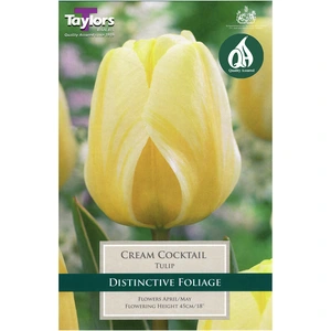 Flower Bulbs - 8 Tulip Cream Cocktail - image 2