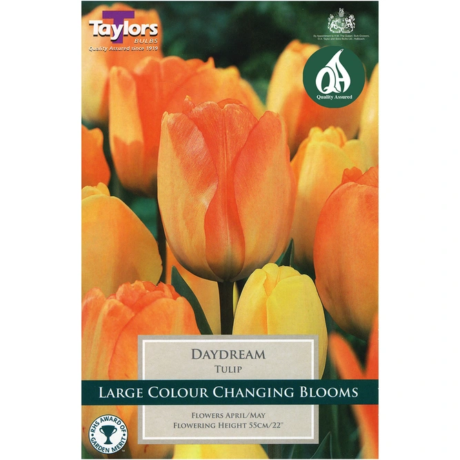 Flower Bulbs - 8 Tulip Daydream - image 2