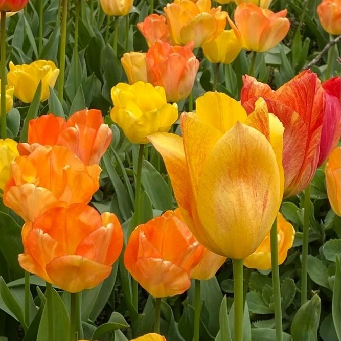Flower Bulbs - 8 Tulip Daydream - image 1