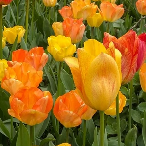 Flower Bulbs - 8 Tulip Daydream - image 1