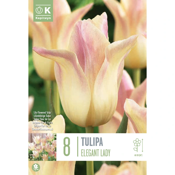 Flower Bulbs - 8 Tulip Elegant Lady - image 2