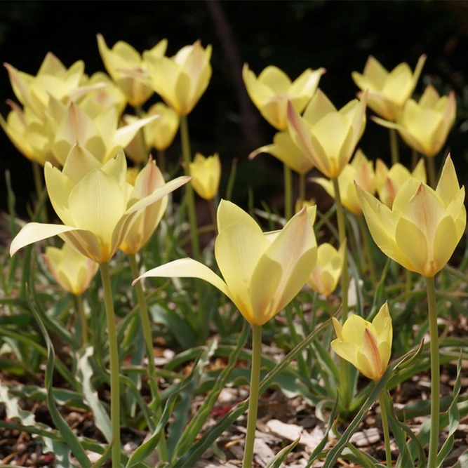 Flower Bulbs - 8 Tulip Honky Tonk - image 1