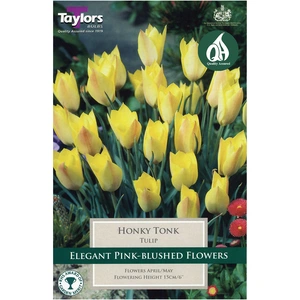 Flower Bulbs - 8 Tulip Honky Tonk - image 2