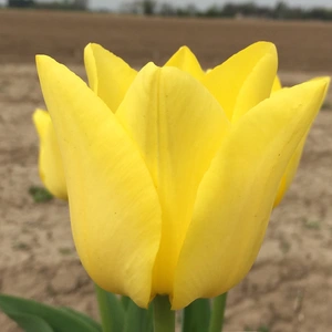 Flower Bulbs - 9 Tulip Friendship - image 1