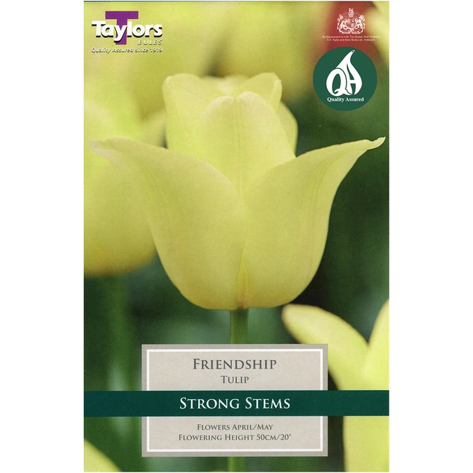 Flower Bulbs - 9 Tulip Friendship - image 2