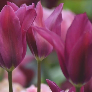 Flower Bulbs - 9 Tulip Purple Doll - image 2
