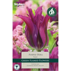 Flower Bulbs - 9 Tulip Purple Doll - image 3