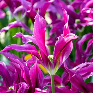 Flower Bulbs - 9 Tulip Purple Doll - image 1