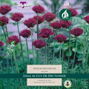 Flower Bulbs - Allium 'Atropurpureum' (6 Bulbs) - image 1