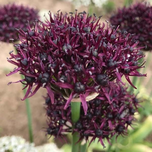 Flower Bulbs - Allium 'Atropurpureum' (6 Bulbs) - image 2