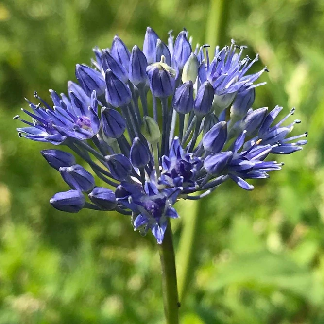 Flower Bulbs - Allium 'Caeruleum' (8 Bulbs) - image 2