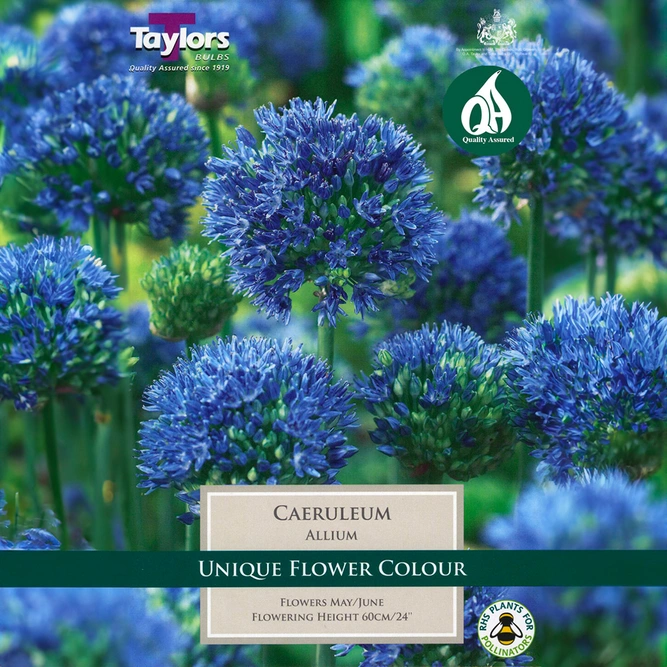 Flower Bulbs - Allium 'Caeruleum' (8 Bulbs) - image 1