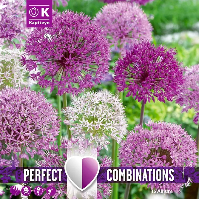 Flower Bulbs - Allium Large Ball Blend (15 Bulbs) Combi Pack - image 1