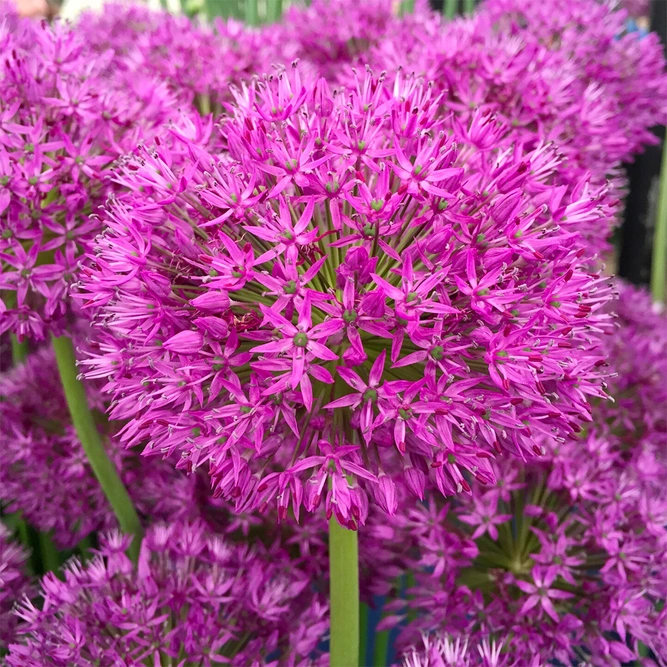 Flower Bulbs - Allium 'Purple Sensation' (50 Bulbs) - image 2