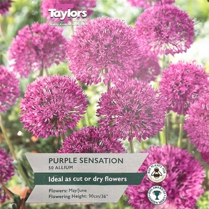 Flower Bulbs - Allium 'Purple Sensation' (50 Bulbs) - image 1