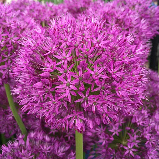 Flower Bulbs - Allium 'Purple Sensation'  (6 Bulbs) - image 2