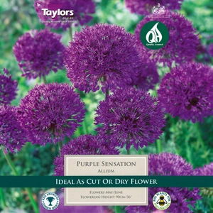 Flower Bulbs - Allium 'Purple Sensation'  (6 Bulbs) - image 1