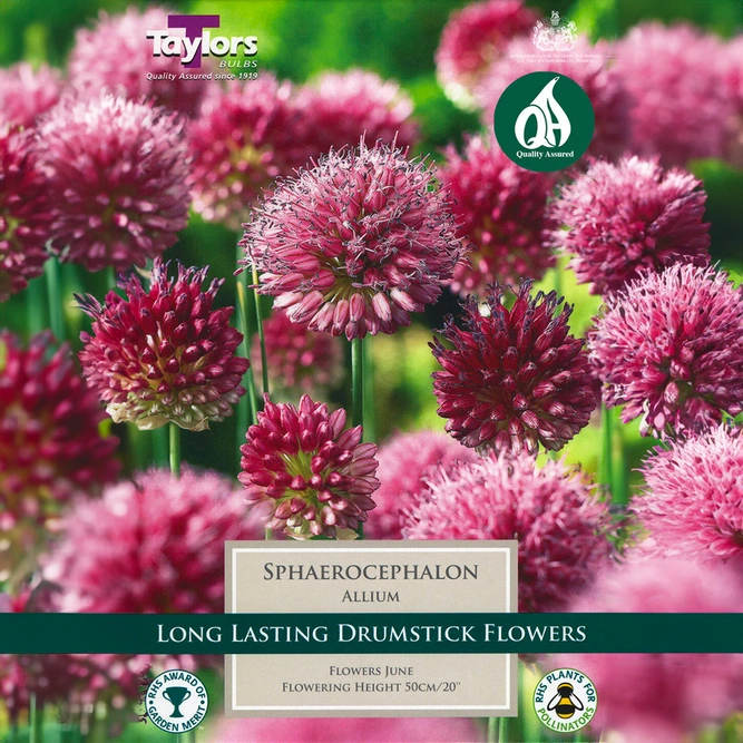 Flower Bulbs - Allium 'Sphaerocephalon' (25 Bulbs)