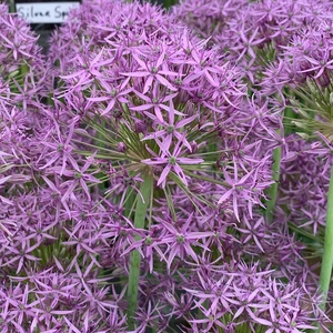 Flower Bulbs - Allium 'Violet Beauty' (6 Bulbs) - image 2