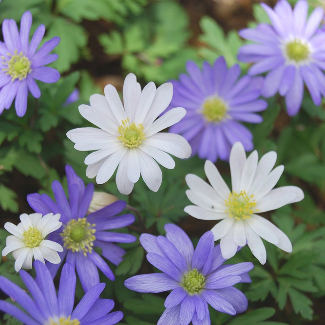 Flower Bulbs - Anemone 'Blanda Mix' (20 Bulbs) - image 2