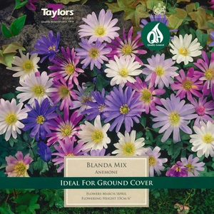 Flower Bulbs - Anemone 'Blanda Mix' (20 Bulbs) - image 1