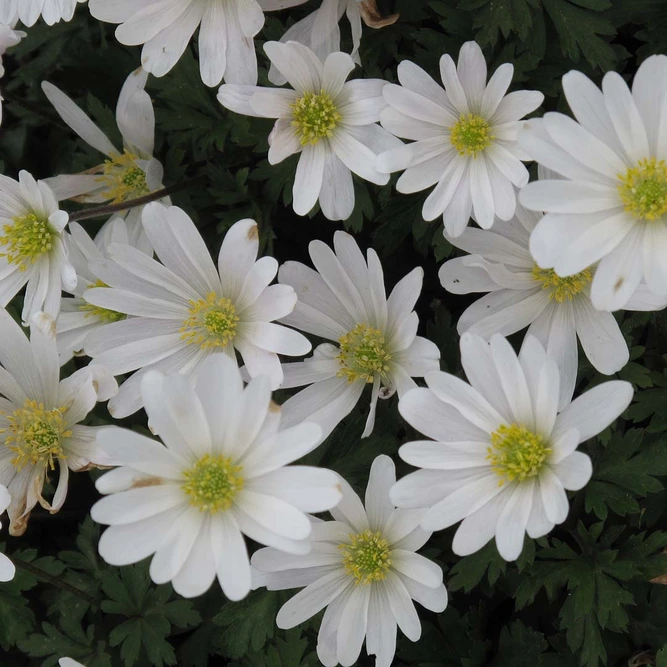 Flower Bulbs - Anemone 'Blanda White' (6 Bulbs) White Windflower - image 2