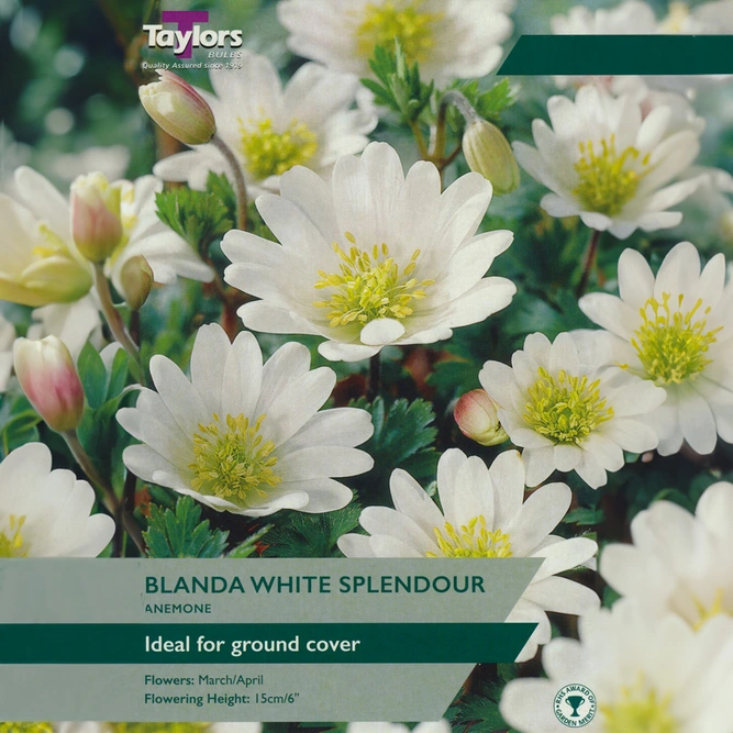 Flower Bulbs - Anemone 'Blanda White' (6 Bulbs) White Windflower - image 1