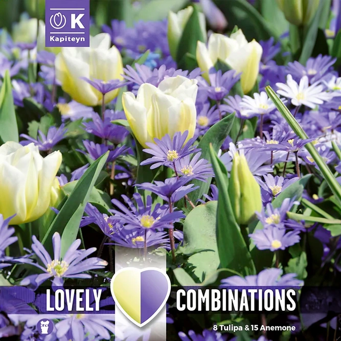 Flower Bulbs - Anemone Blue & Tulip White Mix (23 Bulbs) Combi Pack