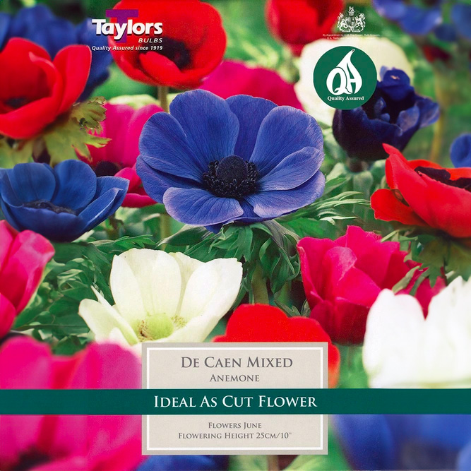 Flower Bulbs - Anemone 'De Caen' Mix (15 Bulbs) - image 1