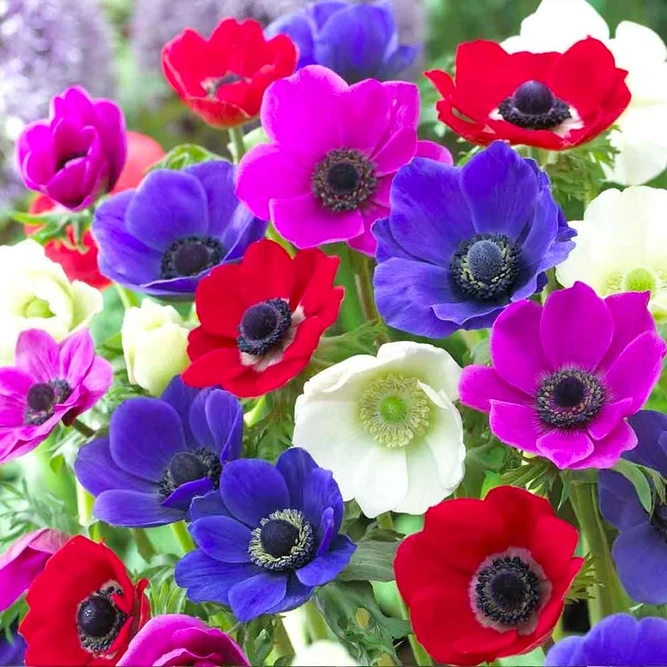 Flower Bulbs - Anemone 'De Caen' Mix (15 Bulbs) - image 2