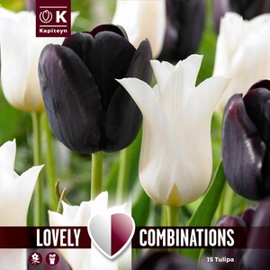 Flower Bulbs - Combi Pack - Tulip  Black & White - 15 Bulbs