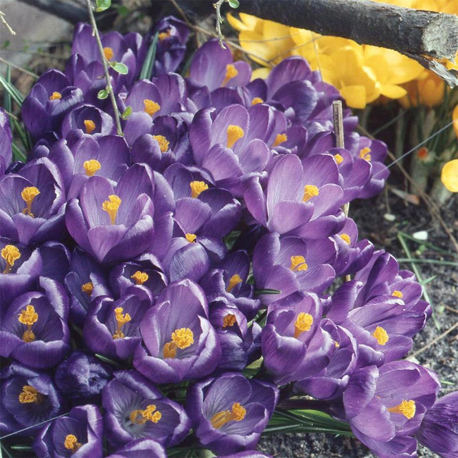 Flower Bulbs - Crocus 'Blue' (10 Bulbs) - image 2