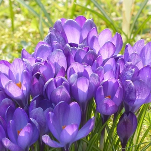 Flower Bulbs - Crocus 'Blue' (10 Bulbs) - image 3