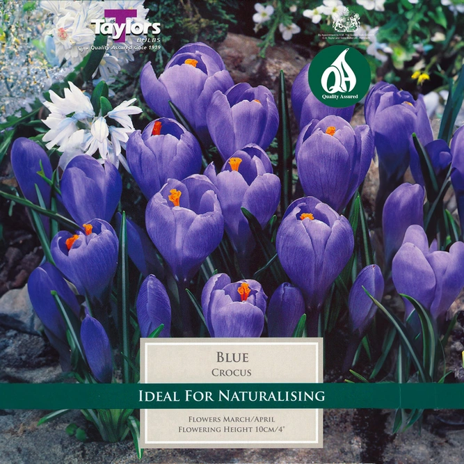 Flower Bulbs - Crocus 'Blue' (10 Bulbs) - image 1