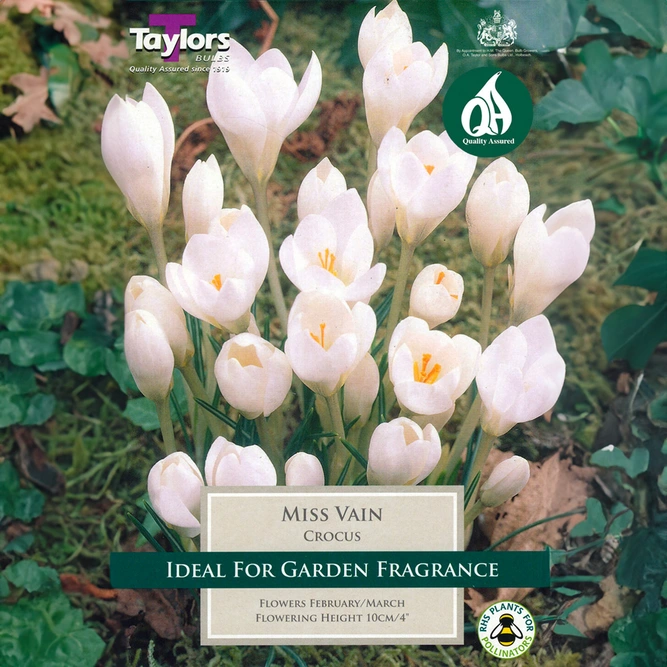 Flower Bulbs - Crocus 'Miss Vain' (10 Bulbs)