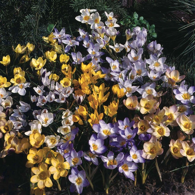Flower Bulbs - Crocus Mixed Species (15 Bulbs) - image 2