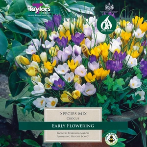 Flower Bulbs - Crocus Mixed Species (15 Bulbs) - image 1