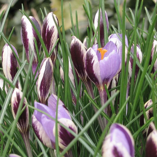 Flower Bulbs - Crocus 'Spring Beauty' (10 Bulbs) - image 1