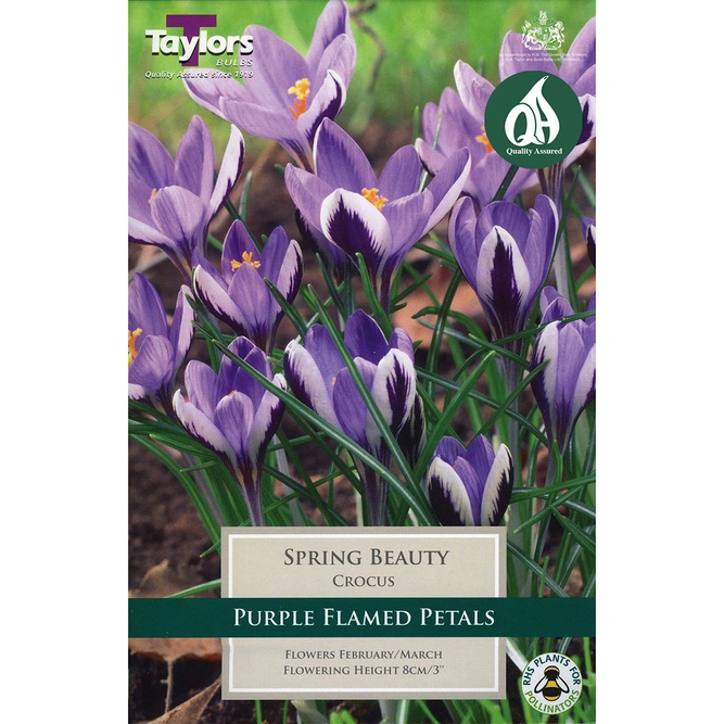 Flower Bulbs - Crocus 'Spring Beauty' (10 Bulbs) - image 2