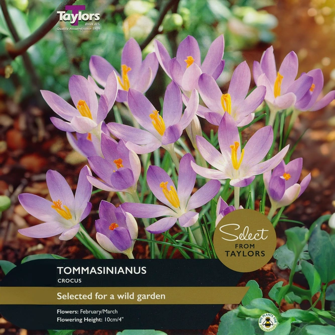 Flower Bulbs - Crocus 'Tommasinianus' (20 Bulbs ) Woodland Crocus